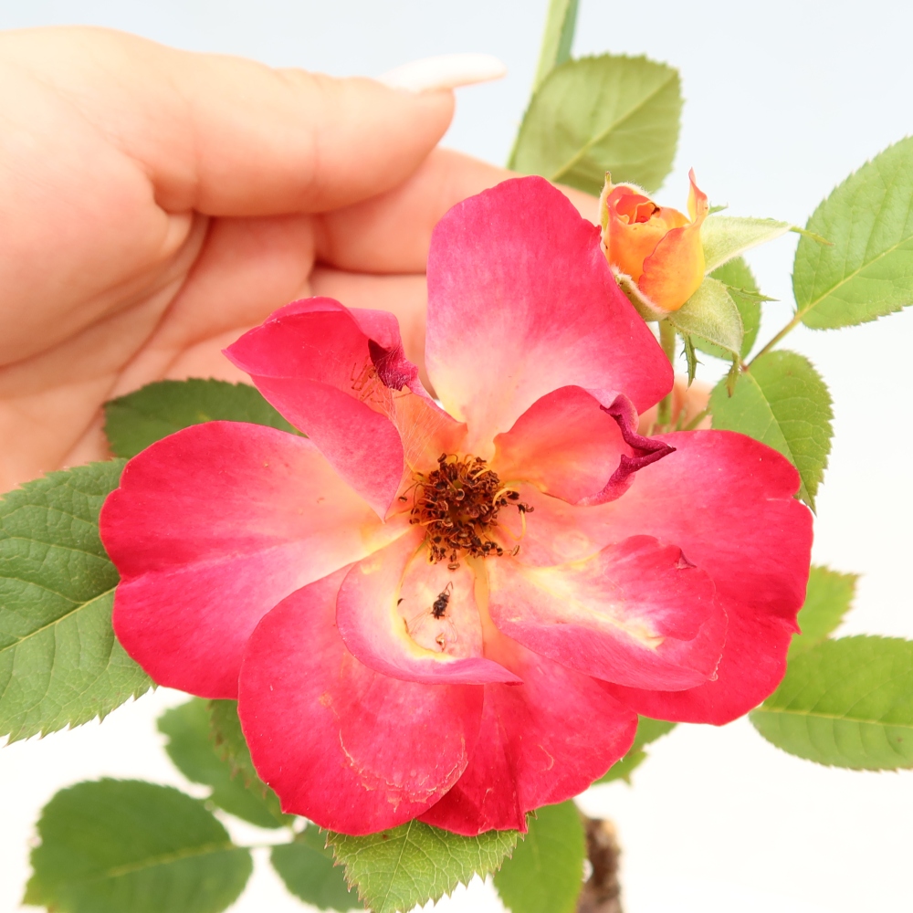 Venkovní bonsai - Rosa Kordes -  růže