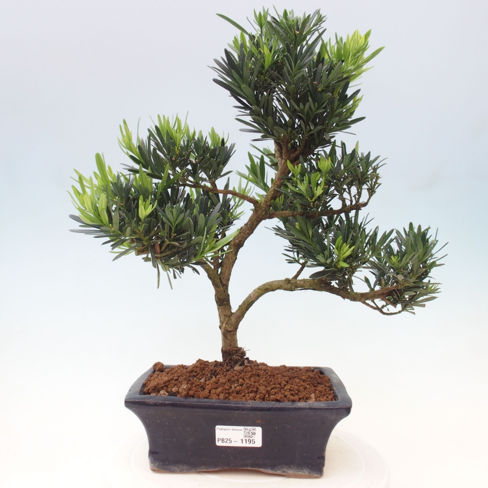 Pokojová bonsai - Podocarpus - Kamenný tis