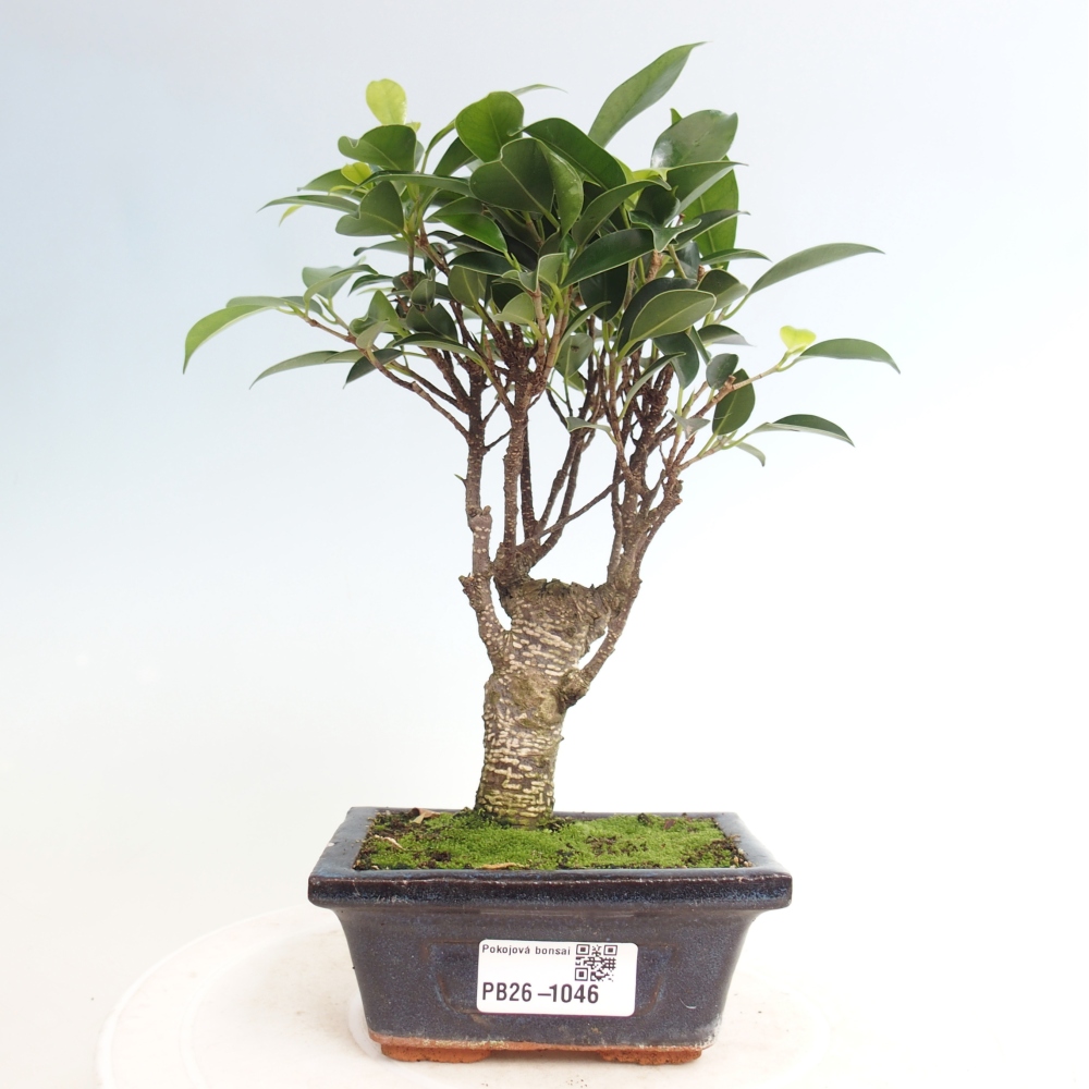 Pokojová bonsai Ficus retusa kimmen