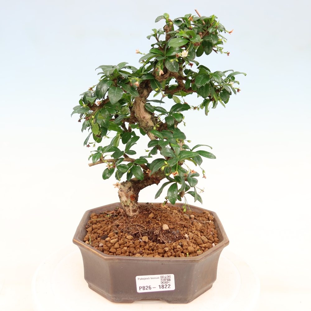 Pokojová bonsai - Carmona macrophylla - Čaj fuki