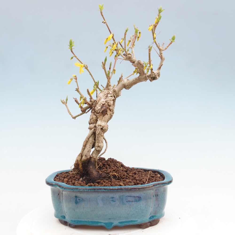 Venkovní bonsai - Zlatice - Forsythia koreana