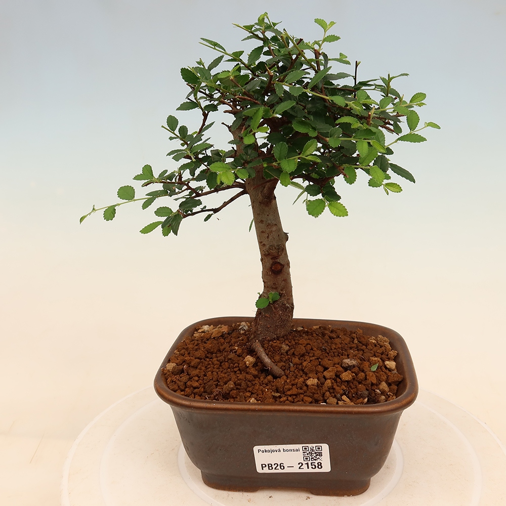 Pokojová bonsai - Ulmus parvifolia - Malolistý jilm