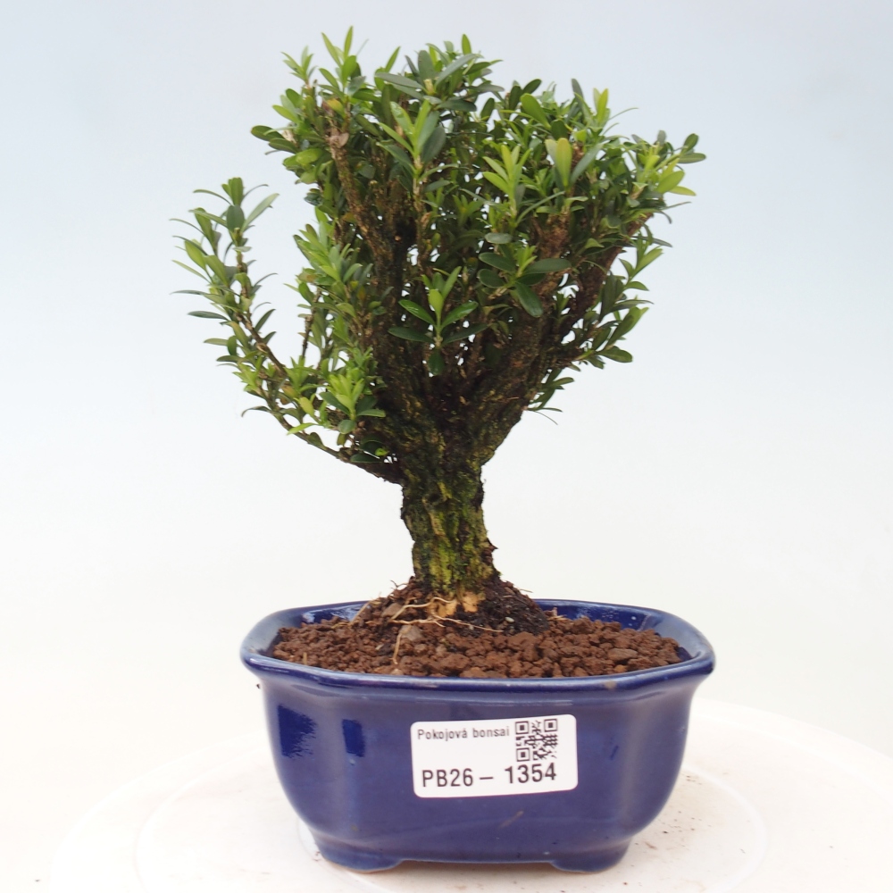 Pokojová bonsai - Buxus harlandii -korkový buxus