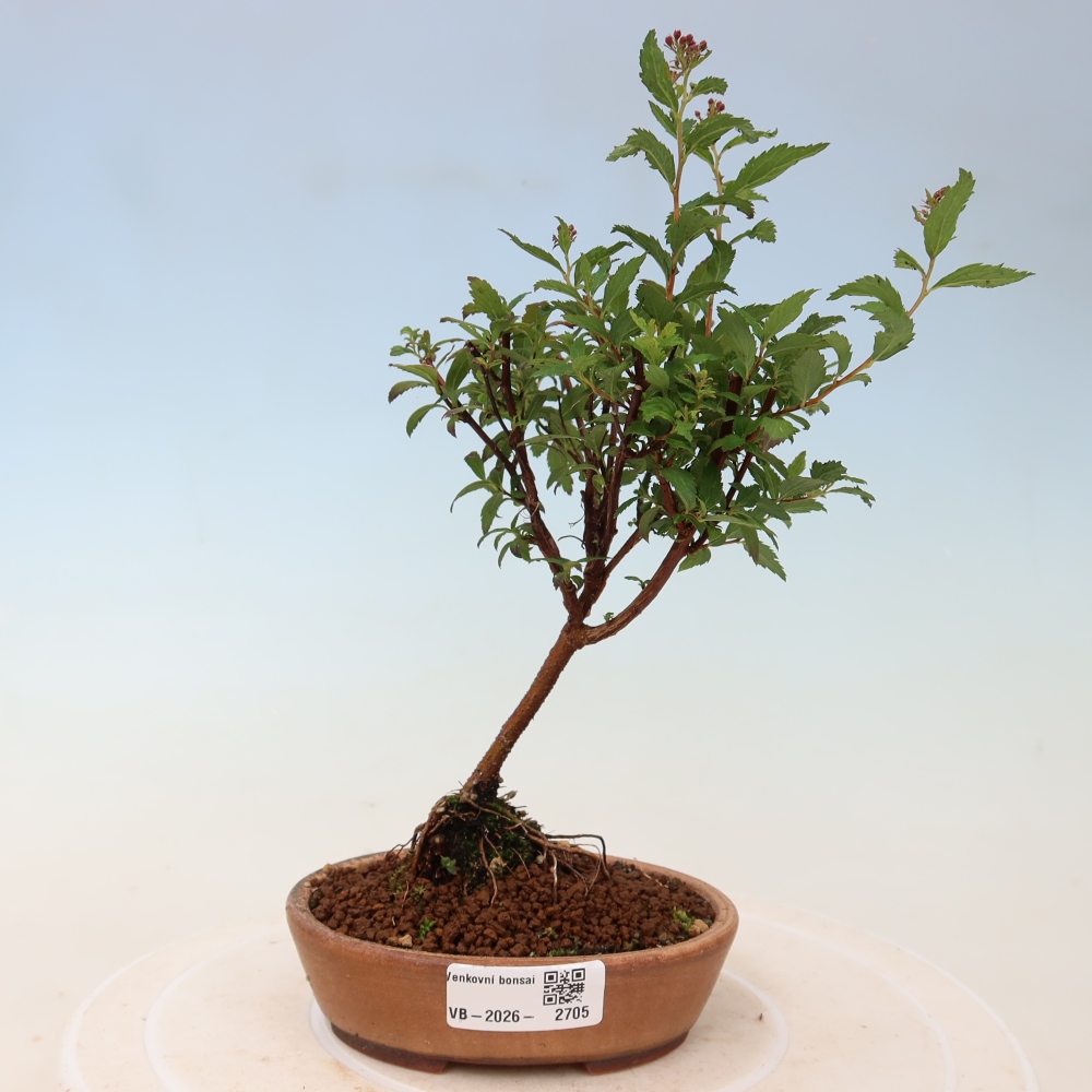 Venkovní bonsai - tavolník japonský - Spirea japonica Anthony Waterer