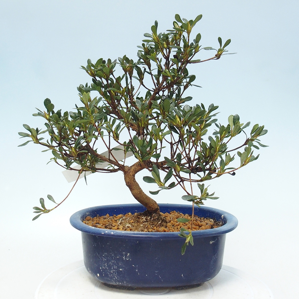 Venkovní bonsai - Japonská azalka - Azalea Benibeni