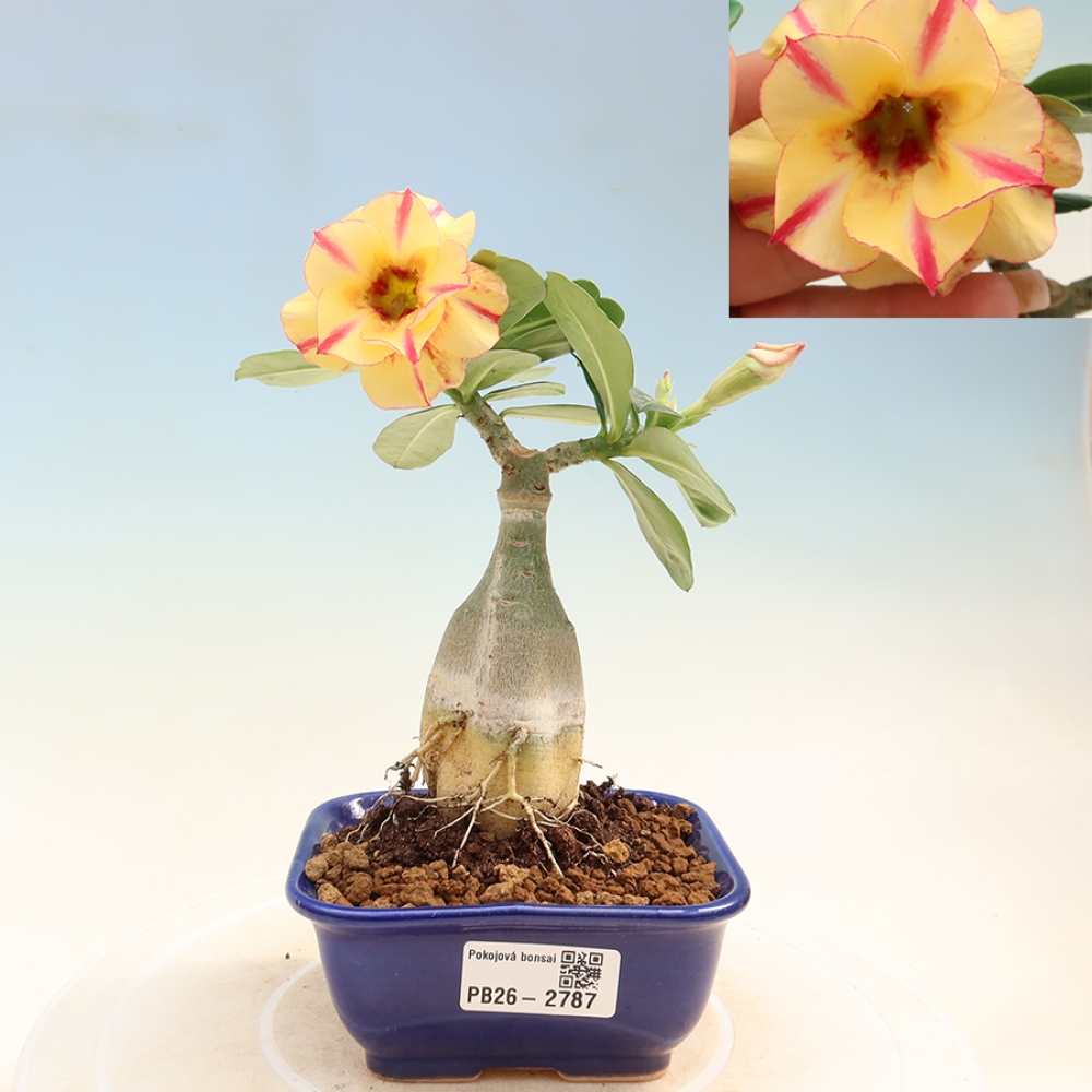 Pokojová bonsai - Adenium obesum roubovaná Mumbai Onyx  - Pouštní růže