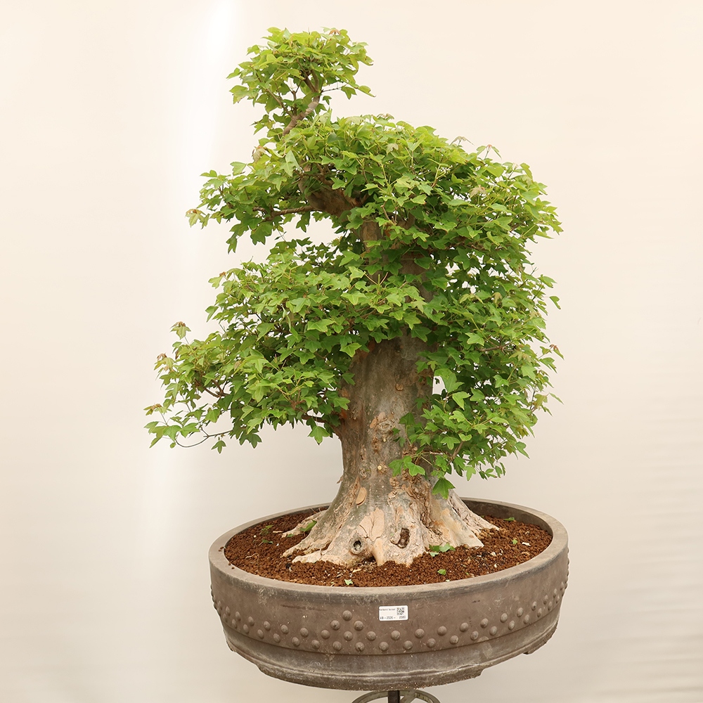 Venkovní bonsai - Javor Burgerův - Acer Burgerianum 