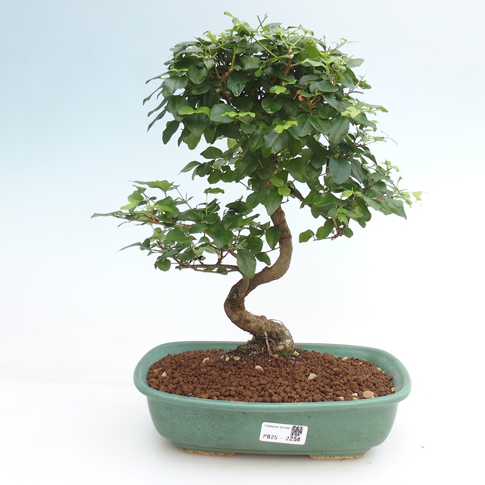 Pokojová bonsai -Ligustrum chinensis - Ptačí zob
