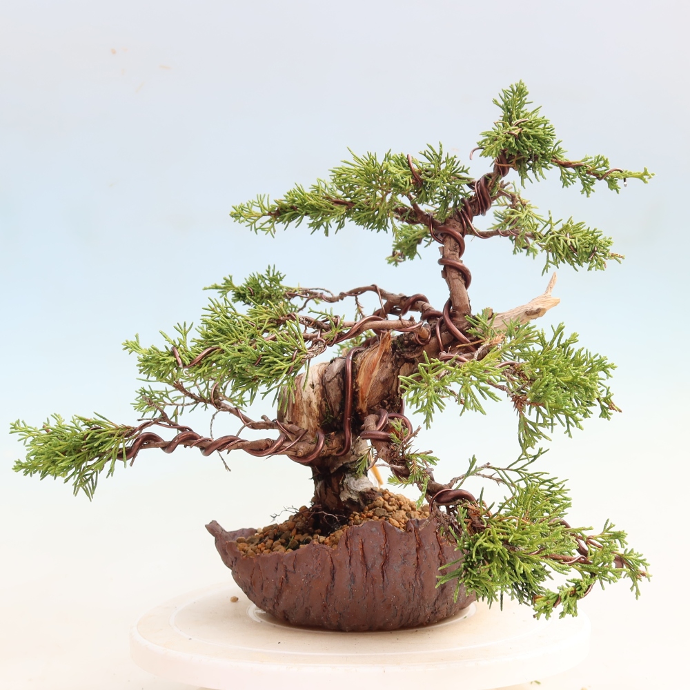 Venkovní bonsai - Juniperus chinensis Itoigawa-Jalovec čínský