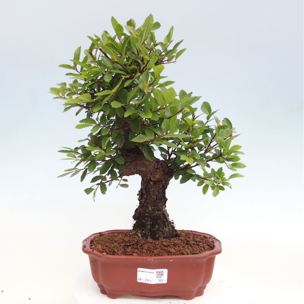 Venkovní bonsai - Zelkova - Zelkova NIRE