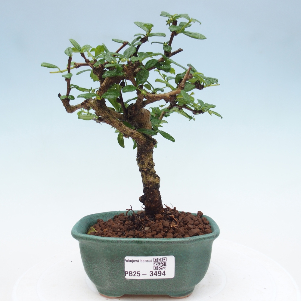 Pokojová bonsai - Carmona macrophylla - Čaj fuki