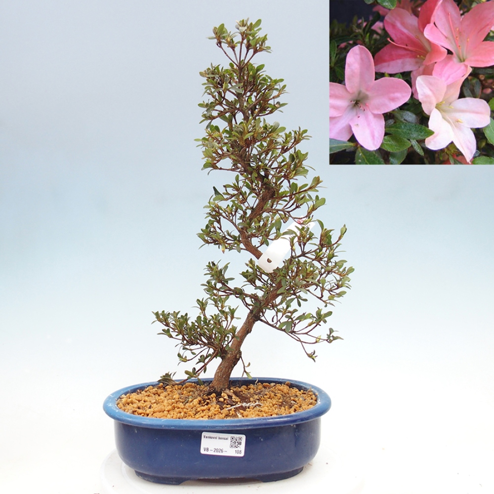 Venkovní bonsai - Japonská azalka - Azalea Nikko