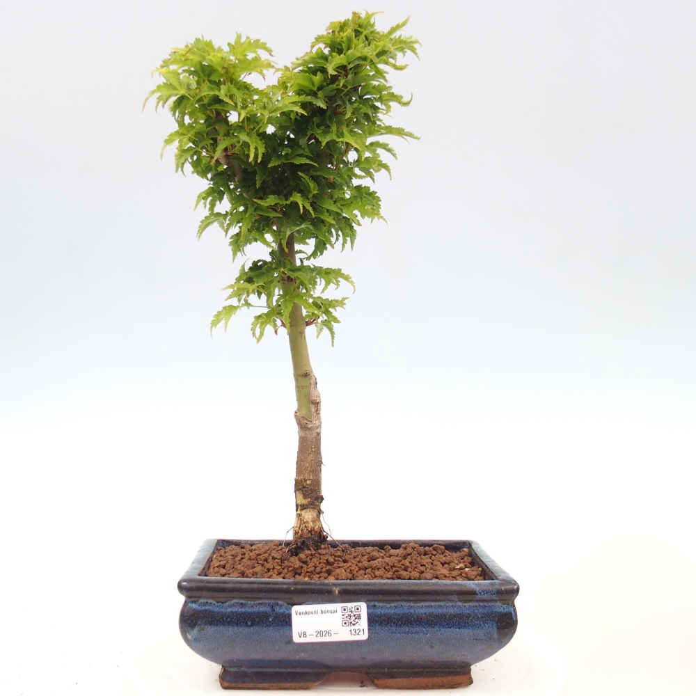 Venkovní bonsai -Javor dlanitolistý Acer palmatum Shishigashira