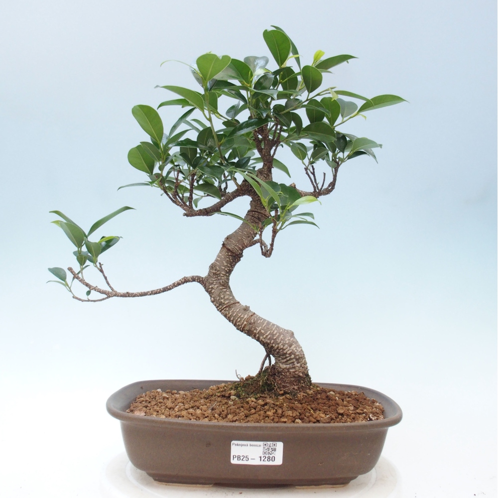 Pokojová bonsai - Ficus kimmen -  malolistý fíkus