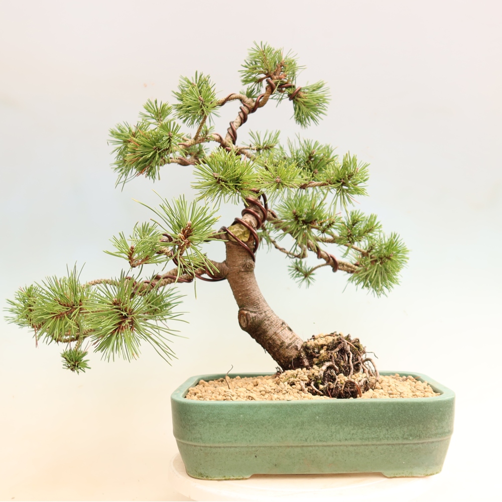 Venkovní bonsai - Pinus mugo Humpy  - Borovice kleč