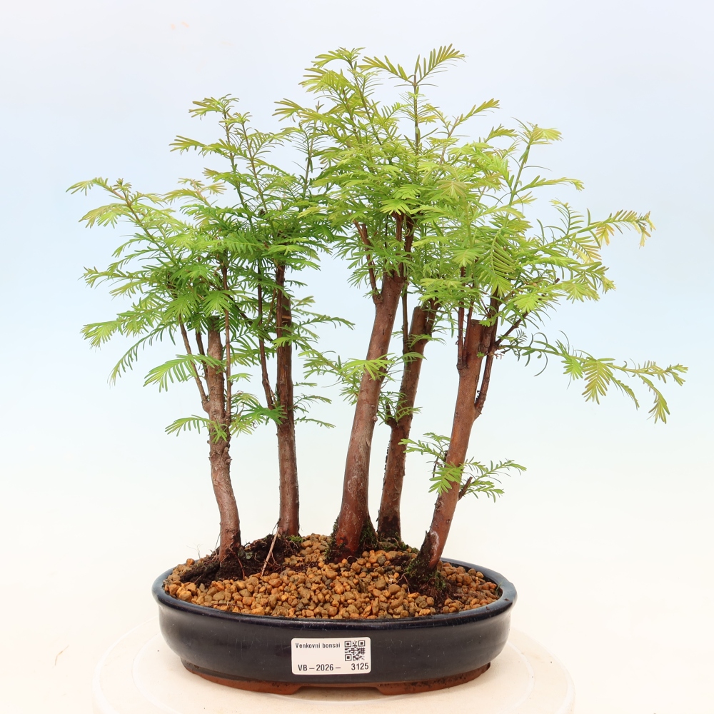 Venkovní bonsai - Metasequoia glyptostroboides - Metasekvoje čínská - lesík