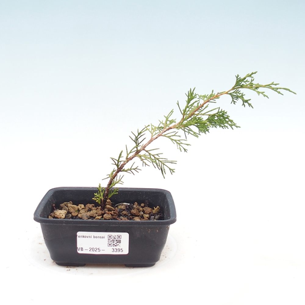 Venkovní bonsai - Juniperus chinensis Itoigawa -Jalovec čínský