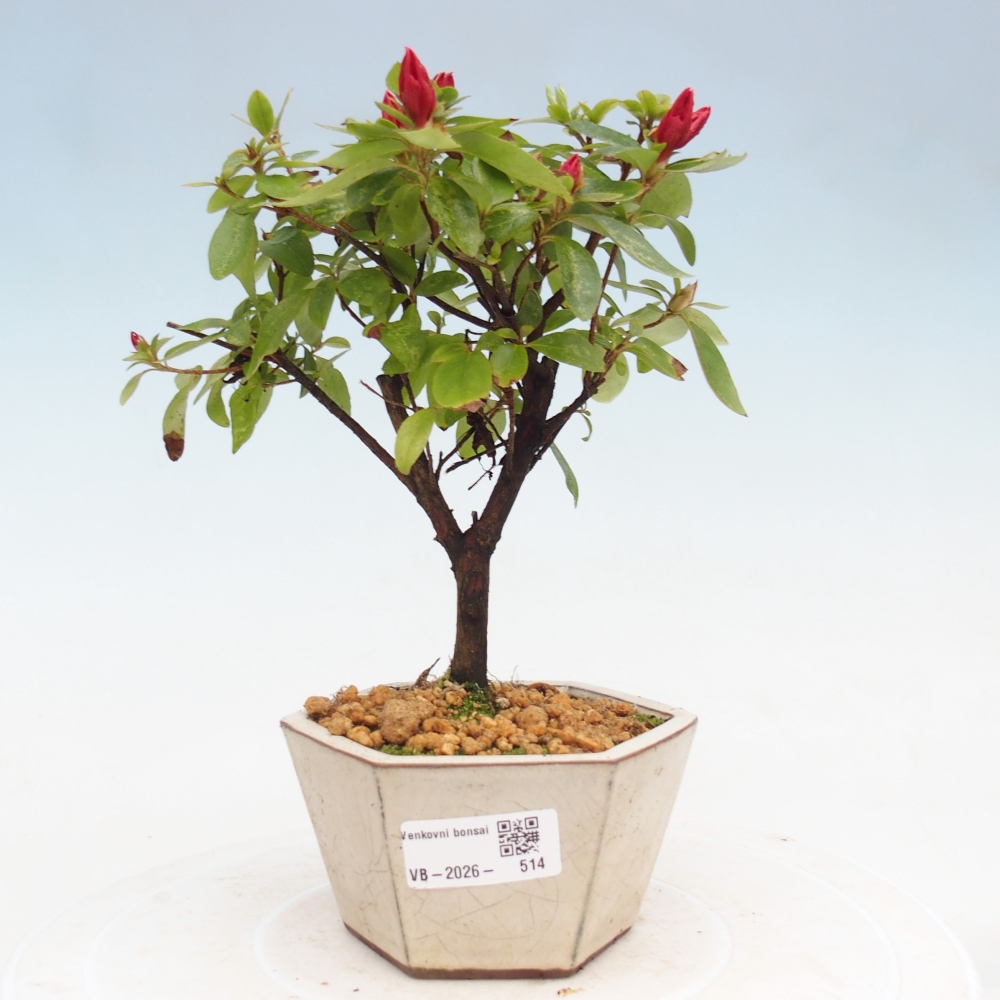 Venkovní bonsai - Japonská azalka - Azalea sp.