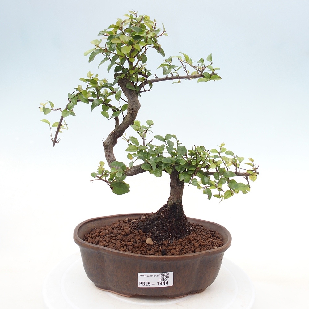 Pokojová bonsai - Sagerécie thea - Sagerécie thea