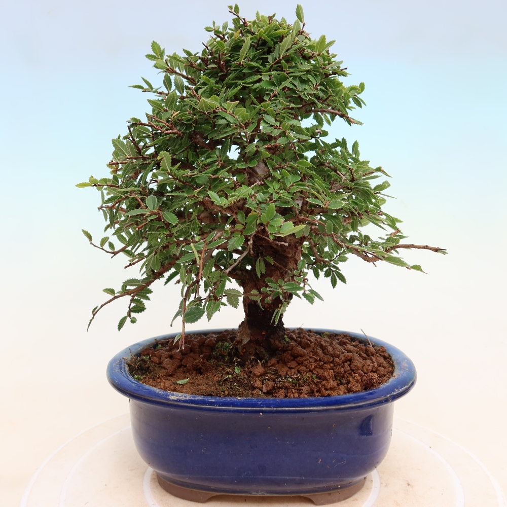Venkovní bonsai - Zelkova - Zelkova NIRE