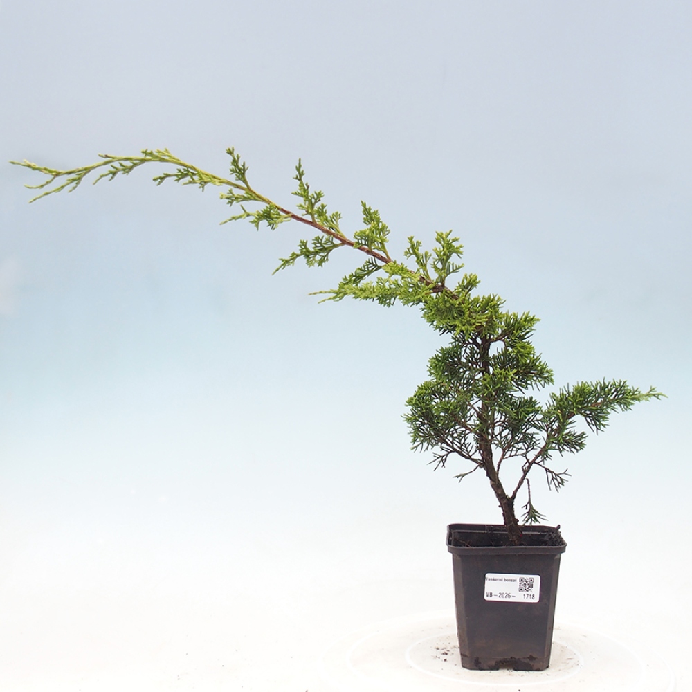 Venkovní bonsai - Juniperus chinensis Itoigawa -Jalovec čínský