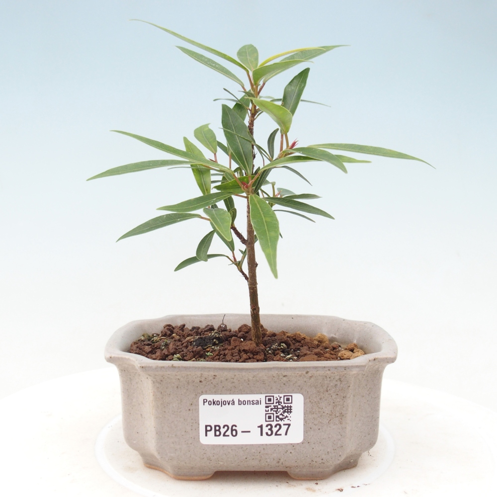 Pokojová bonsai - Ficus nerifolia -  malolistý fíkus