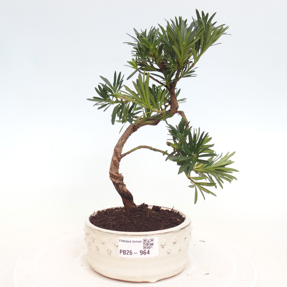 Pokojová bonsai - Podocarpus - Kamenný tis