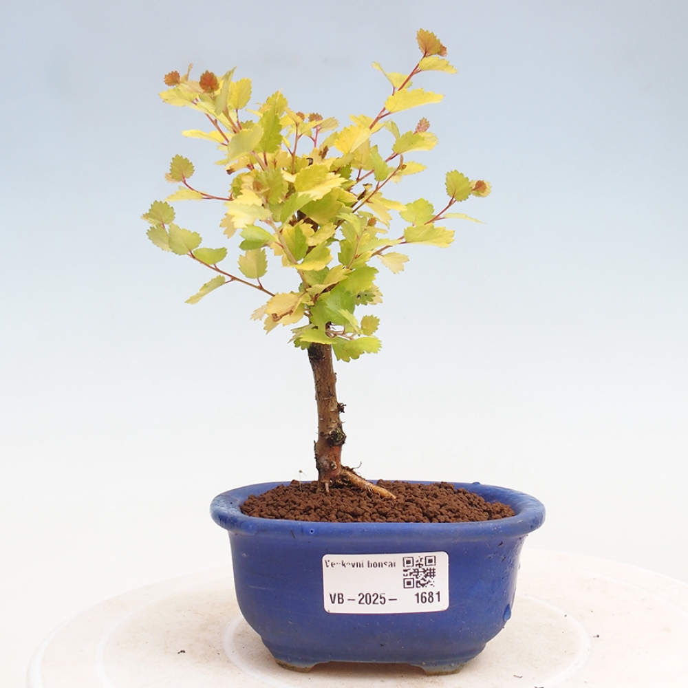 Venkovní bonsai - bříza trpasličí - Betula NANA Treasure
