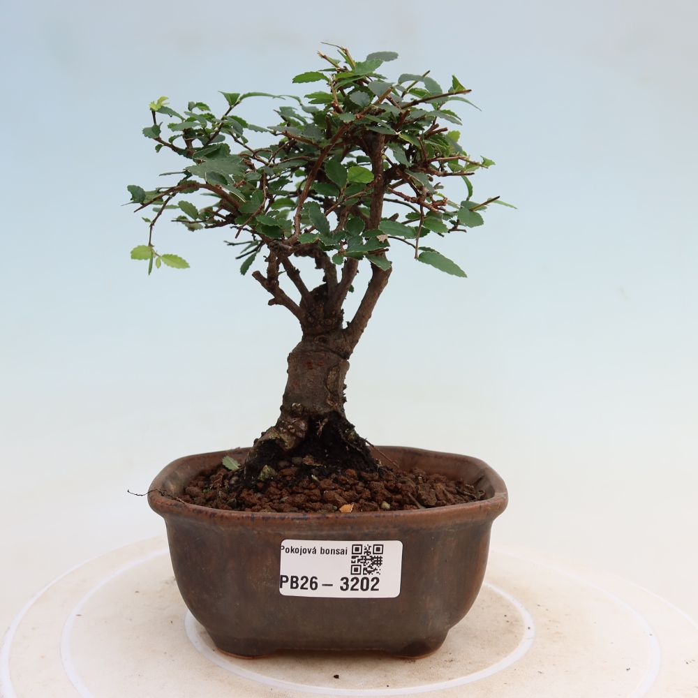 Pokojová bonsai - Ulmus parvifolia - Malolistý jilm