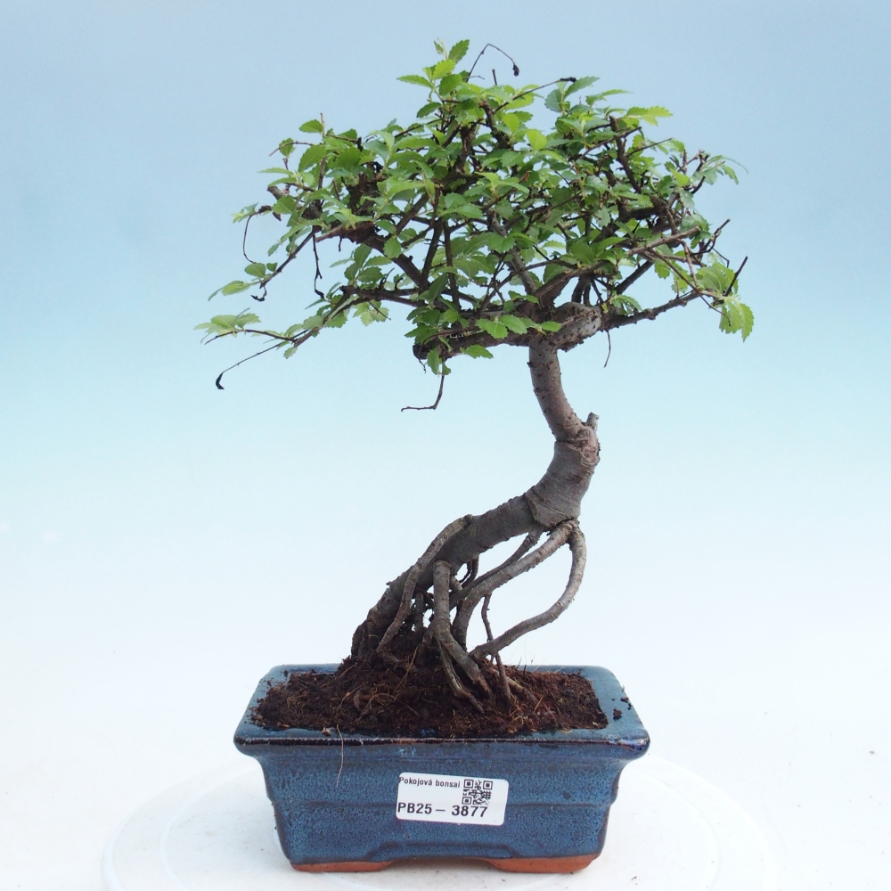 Pokojová bonsai - Ulmus parvifolia - Malolistý jilm