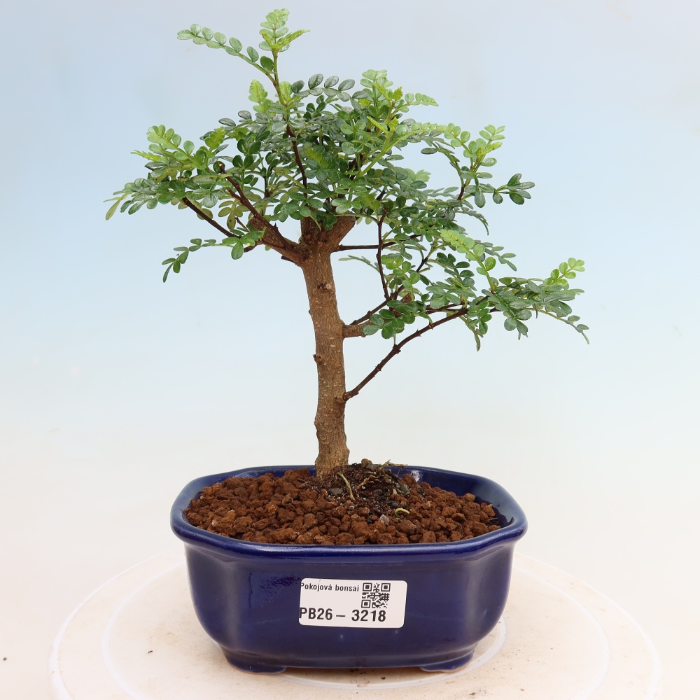 Pokojová bonsai - Zantoxylum piperitum - Pepřovník