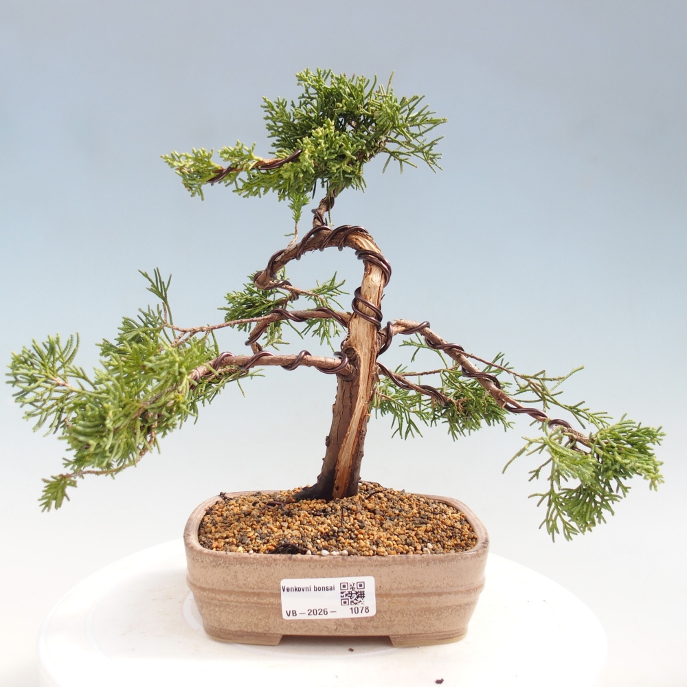 Venkovní bonsai - Juniperus chinensis Kishu -Jalovec čínský