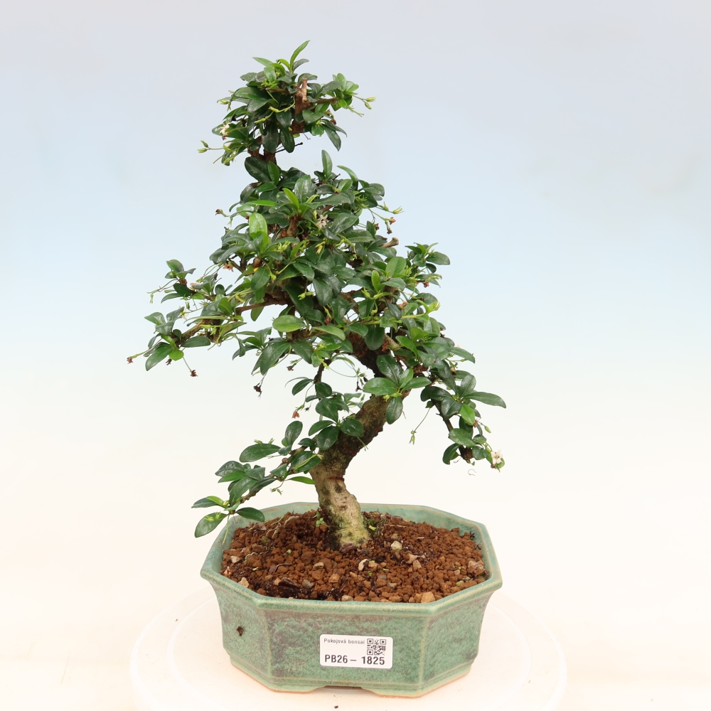 Pokojová bonsai - Carmona macrophylla - Čaj fuki