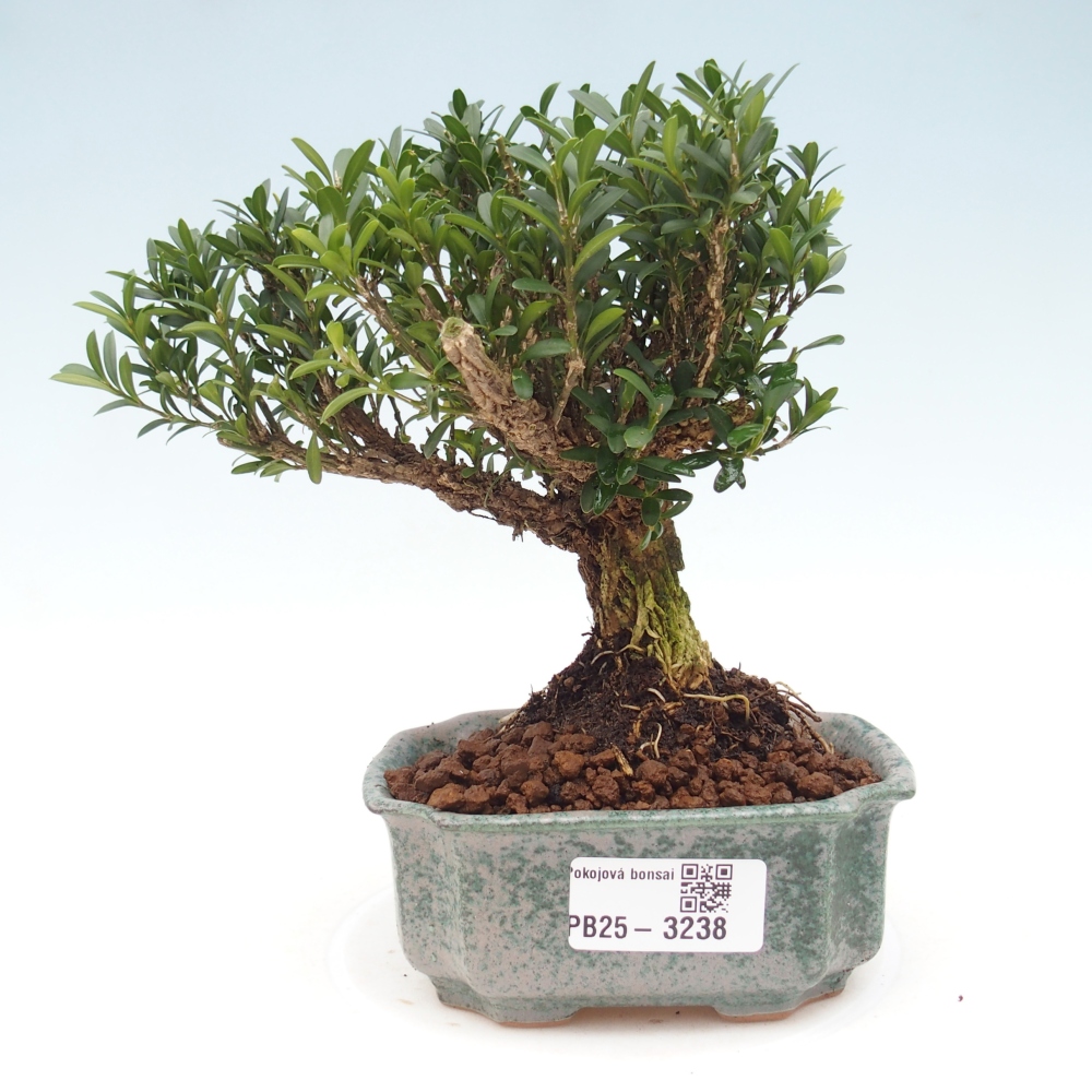 Pokojová bonsai - Buxus harlandii -korkový buxus