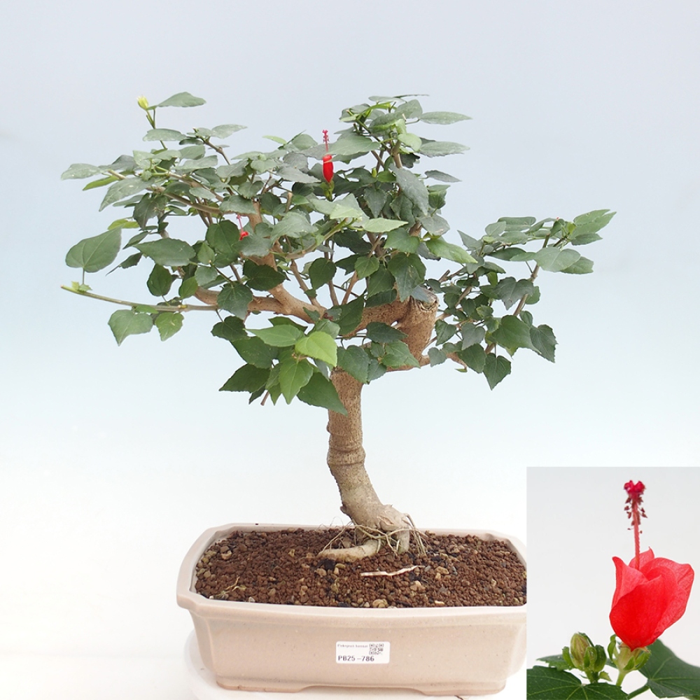 Pokojová bonsai - Malvaviscus arboreus - ibiškovec dřevnatý
