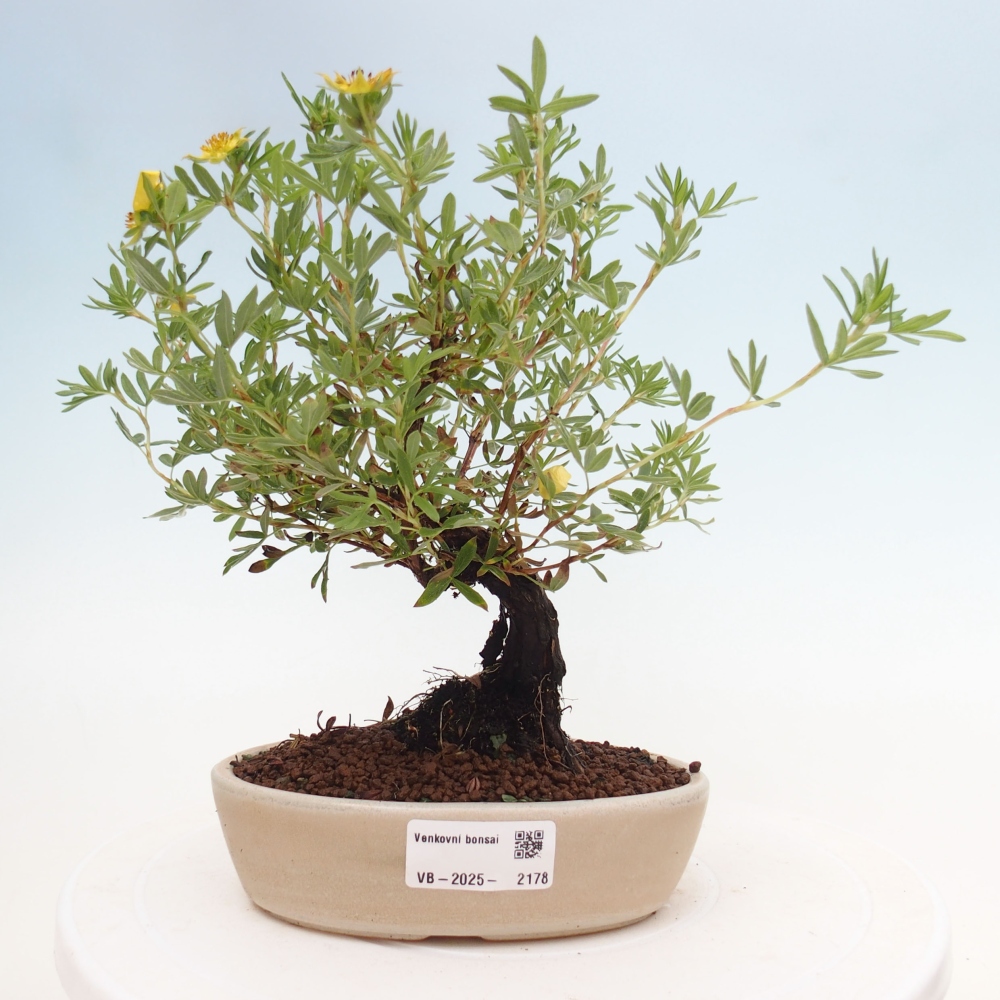Venkovní bonsai-Mochna křovitá - potentila fruticosa yellow Bird