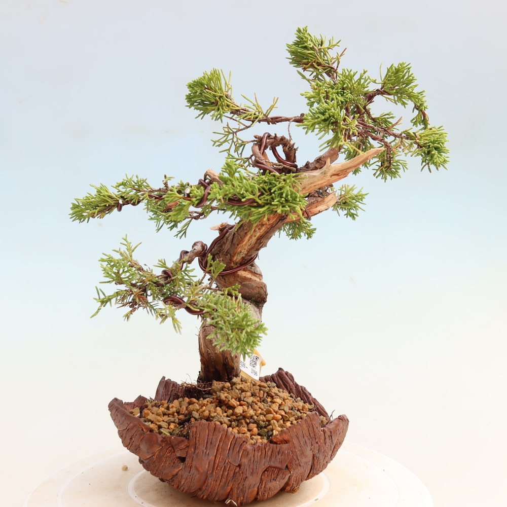 Venkovní bonsai - Juniperus chinensis Itoigawa-Jalovec čínský