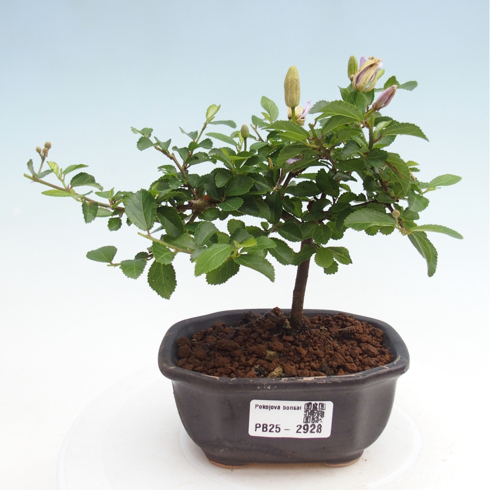 Pokojová bonsai - Grewia occidentalis - Hvězdice levandulová
