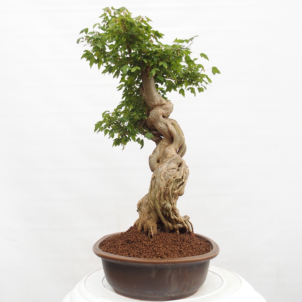 Venkovní bonsai - Acer Buergerianum - Javor Burgerův