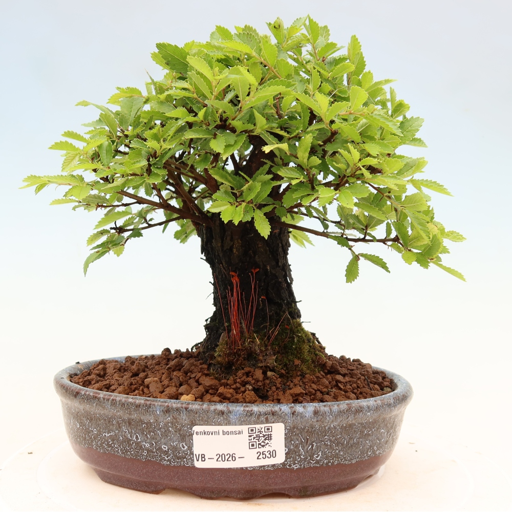 Venkovní bonsai - Zelkova - Zelkova NIRE