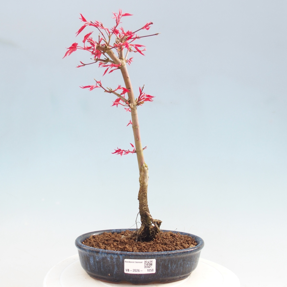 Venkovní bonsai - Javor dlanitolistý - Acer palmatum DESHOJO