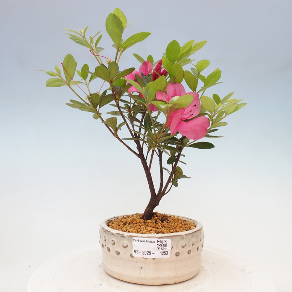 Venkovní bonsai - Japonská azalka - Azalea sp.