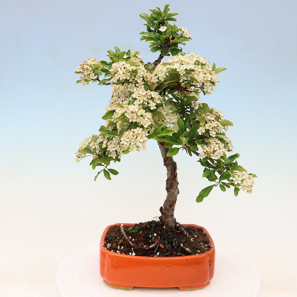 Venkovní bonsai - Pyracantha teton - Hlohyně šarlatová
