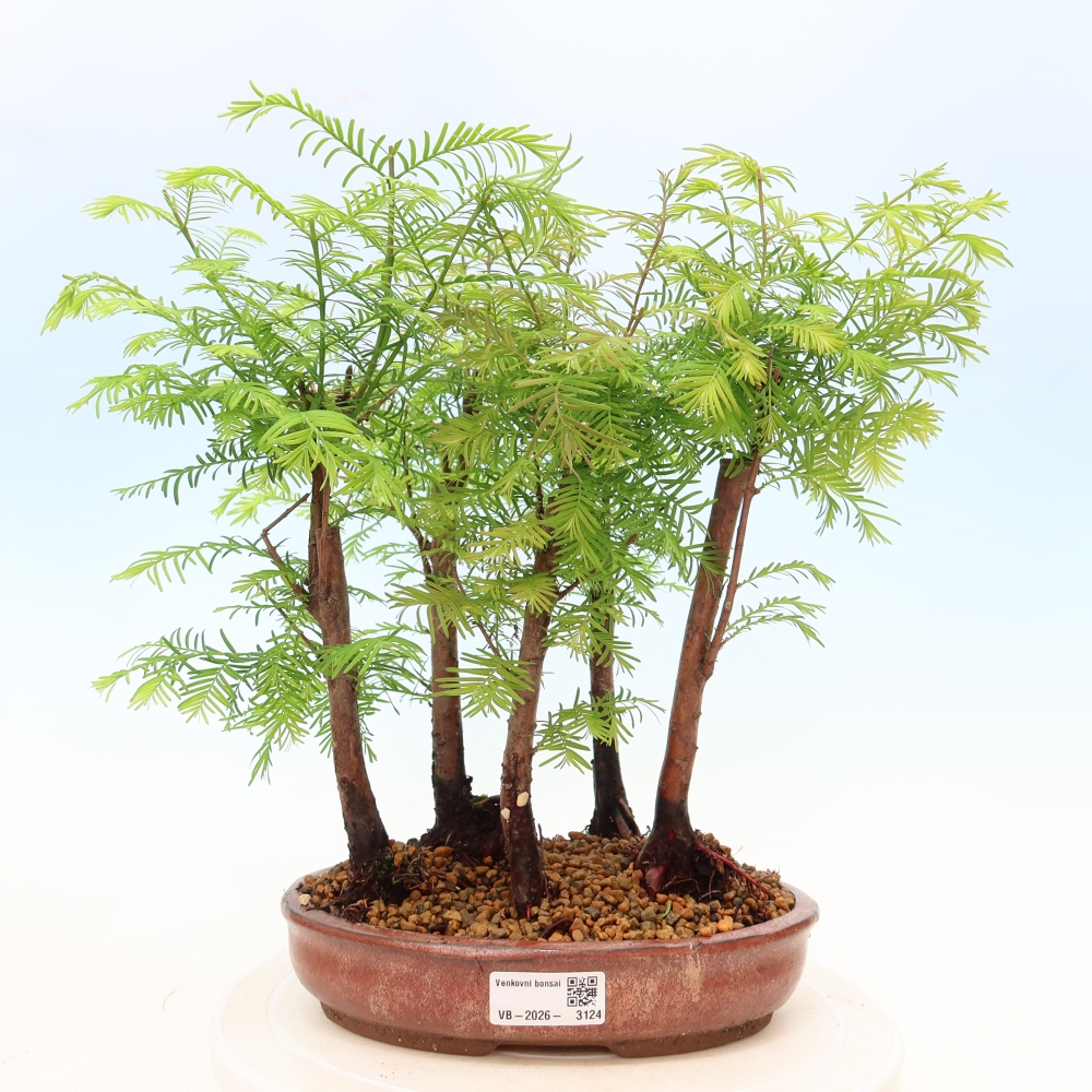 Venkovní bonsai - Metasequoia glyptostroboides - Metasekvoje čínská - lesík
