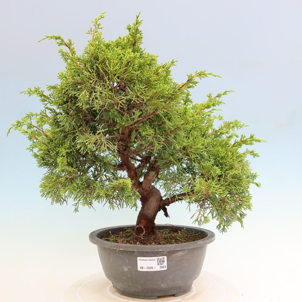 Venkovní bonsai - Juniperus chinensis Itoigawa-Jalovec čínský