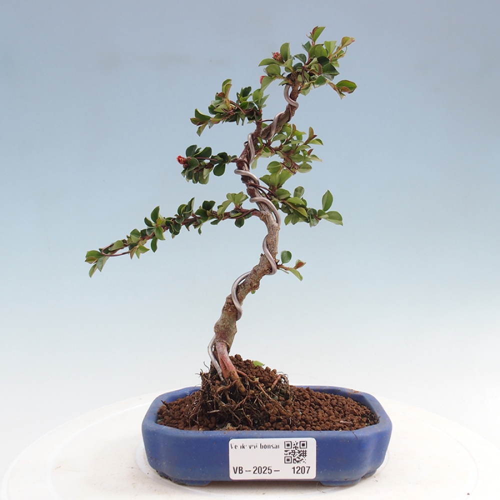 Venkovní bonsai - Cotoneaster horizontalis - Skalník