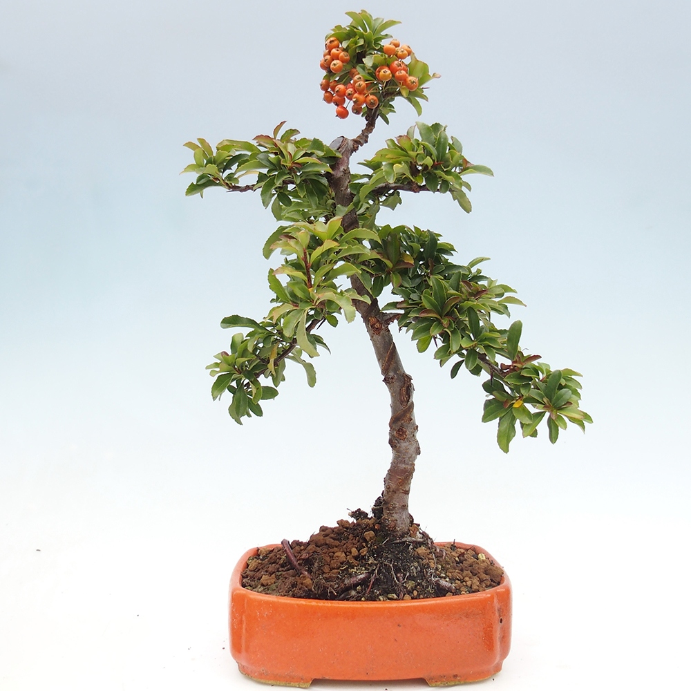 Venkovní bonsai-Pyracanta Teton -Hlohyně