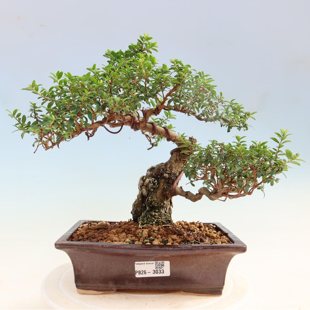 Pokojová bonsai - Myrtus communis - Myrta obecná
