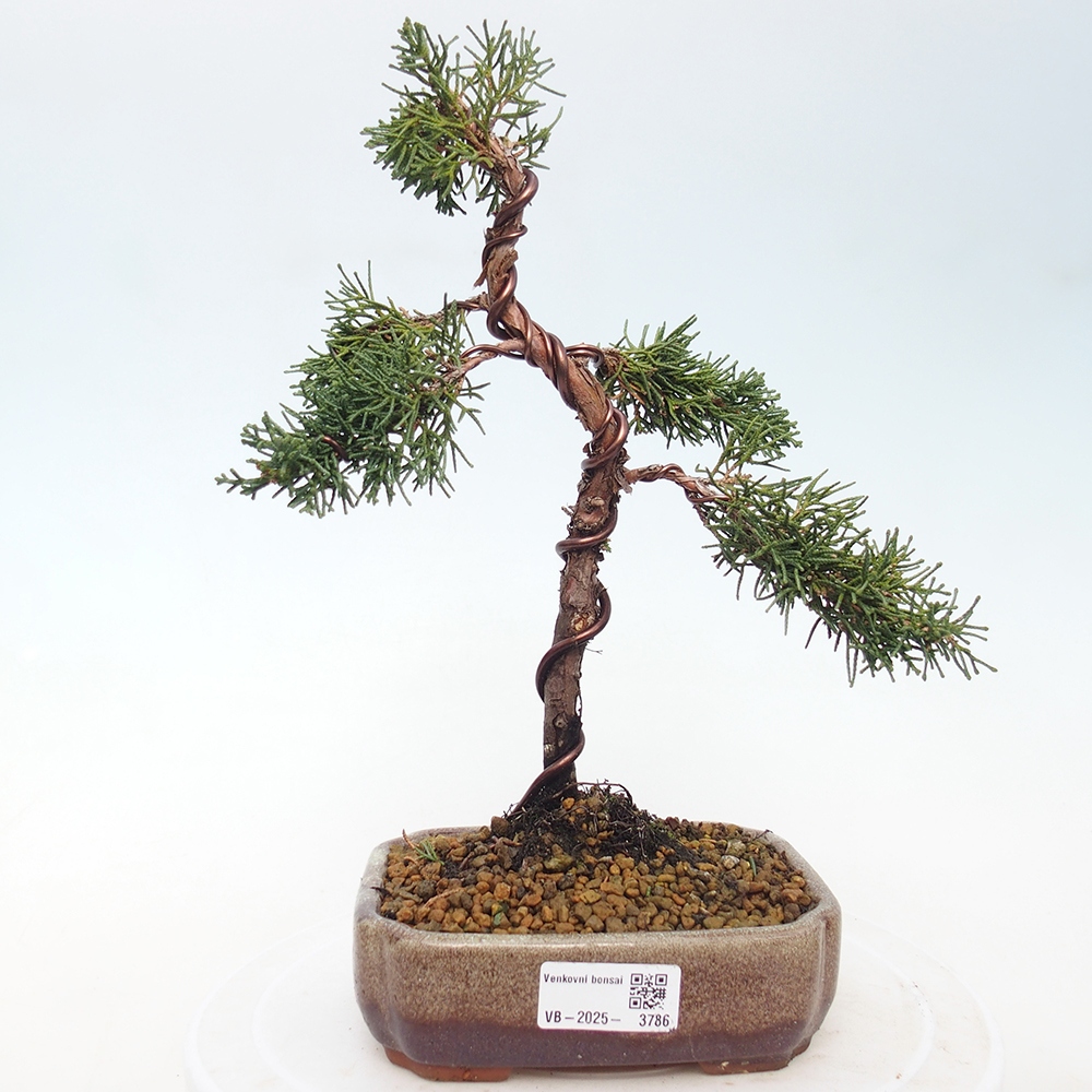 Venkovní bonsai - Juniperus chinensis Kishu -Jalovec čínský