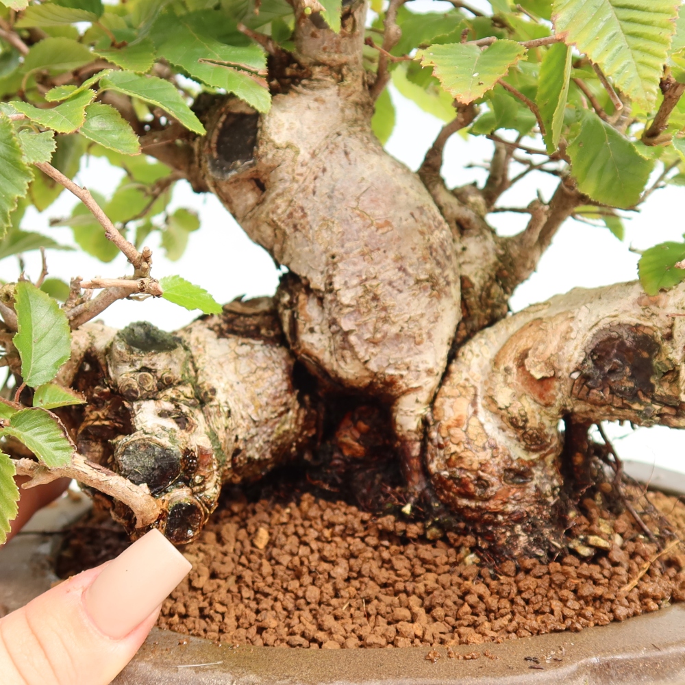 Venkovní bonsai -Carpinus CARPINOIDES - Habr korejský